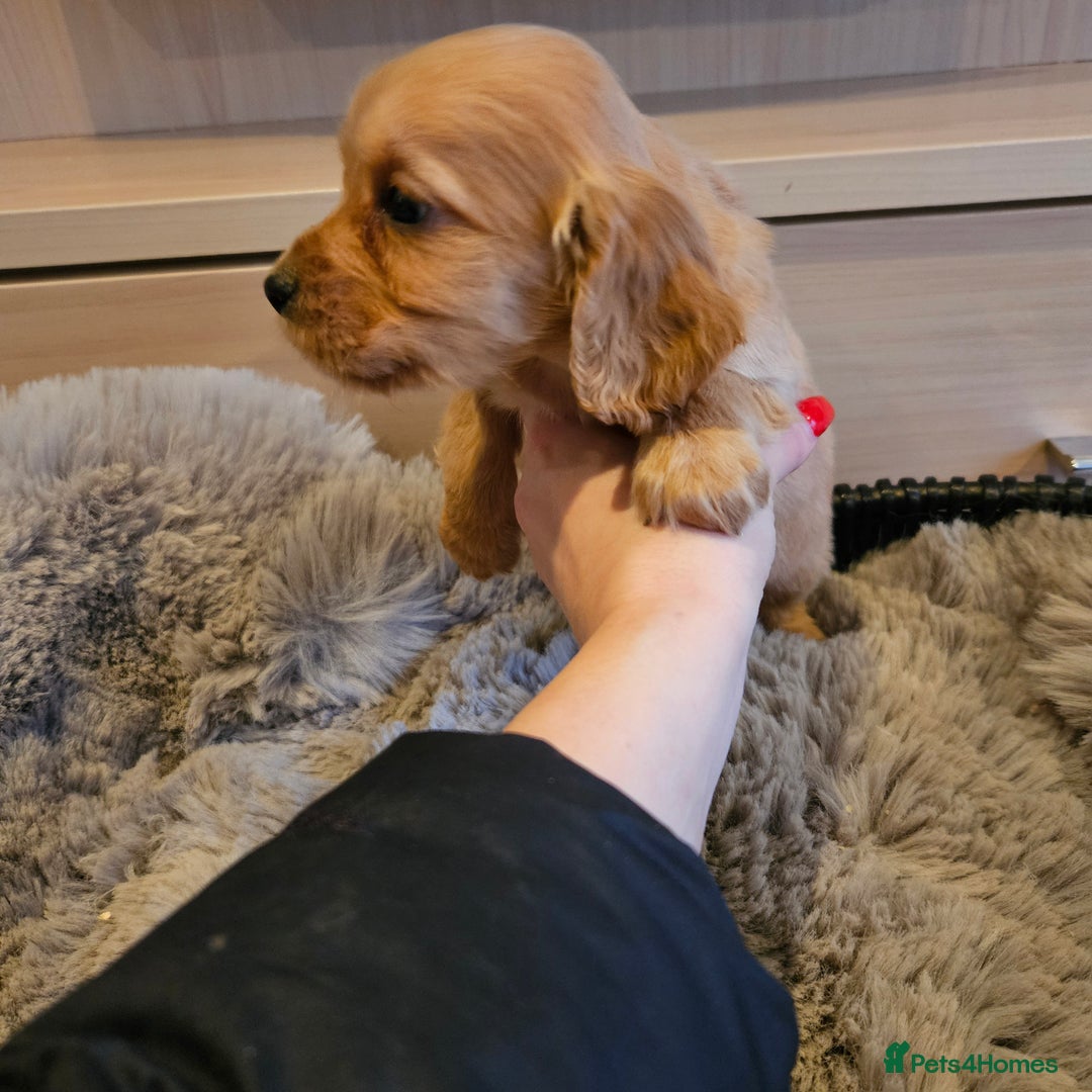 Cocker Spaniel dogs for sale: Rare Merle Working Type Cocker Spaniels - Advert 13