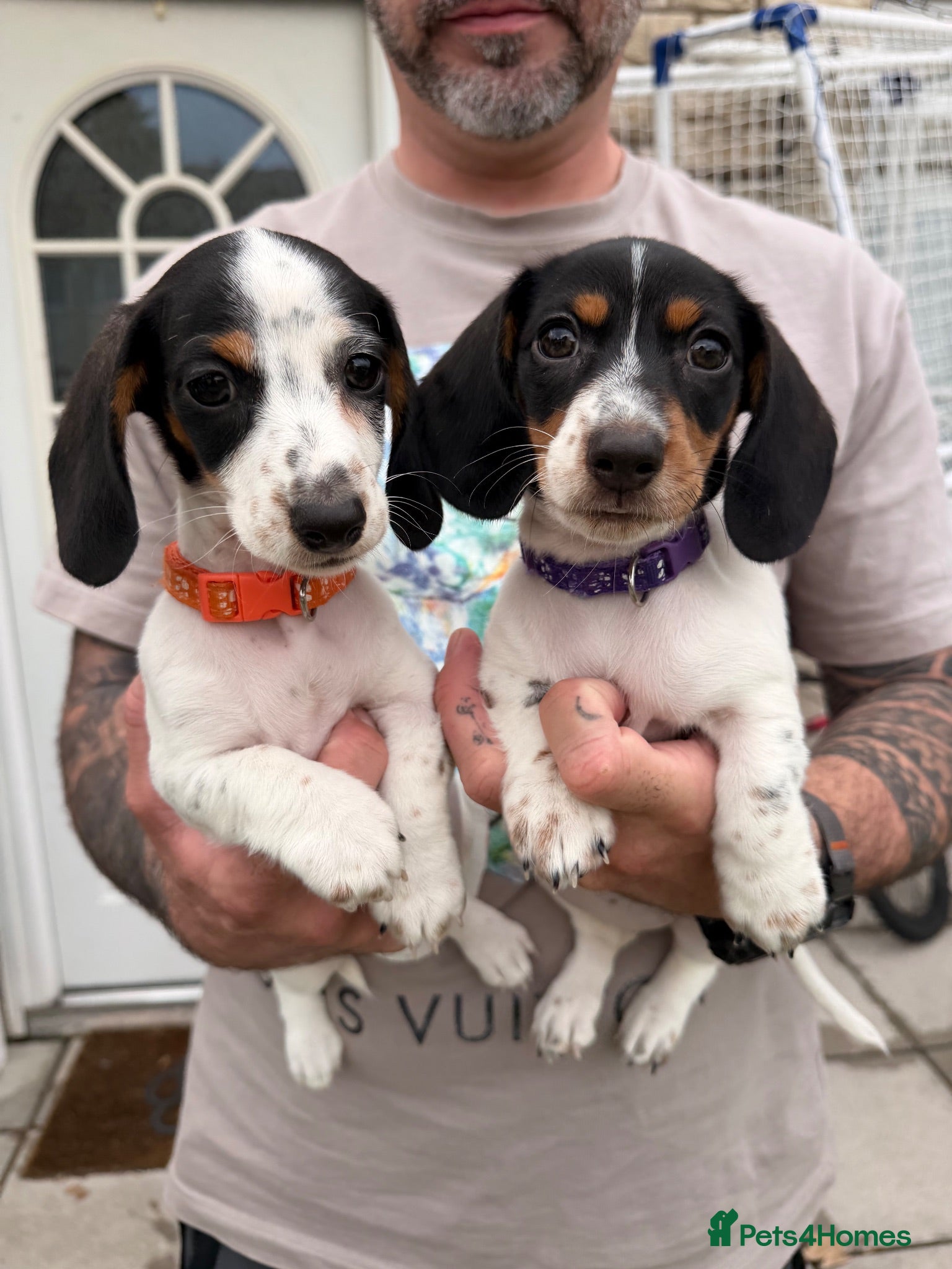 Miniature Dachshund dogs Ready now 2 cute piebald miniature dachshund girls - Advert 1