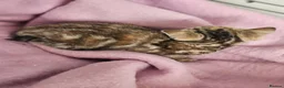 Mixed Breed cats for sale: Stunning kittens  - Advert 4