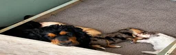 Cockapoo dogs for sale: Cockapoo Babies 🐾🐾🐾 - Advert 23