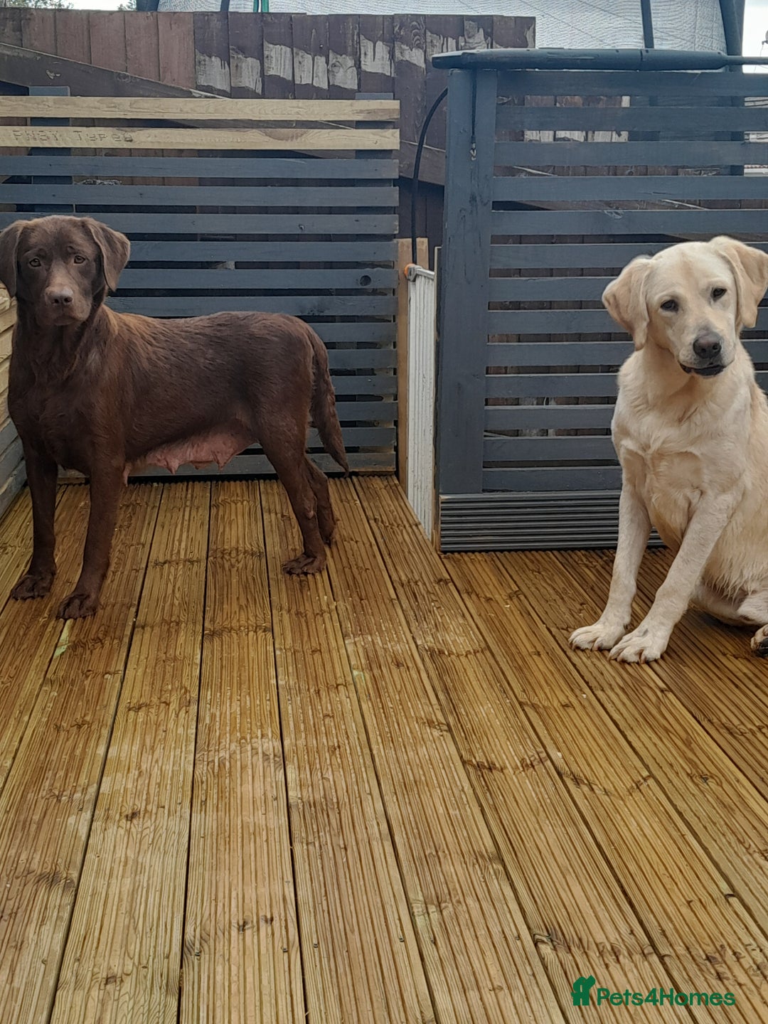 Labrador Retriever dogs for sale: Labrador Puppies Vet checked Ready to be rehomed - Advert 4