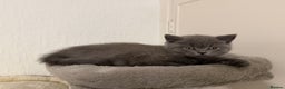 British Shorthair cats for sale: 3 British Shorthair Boys   - Advert 6