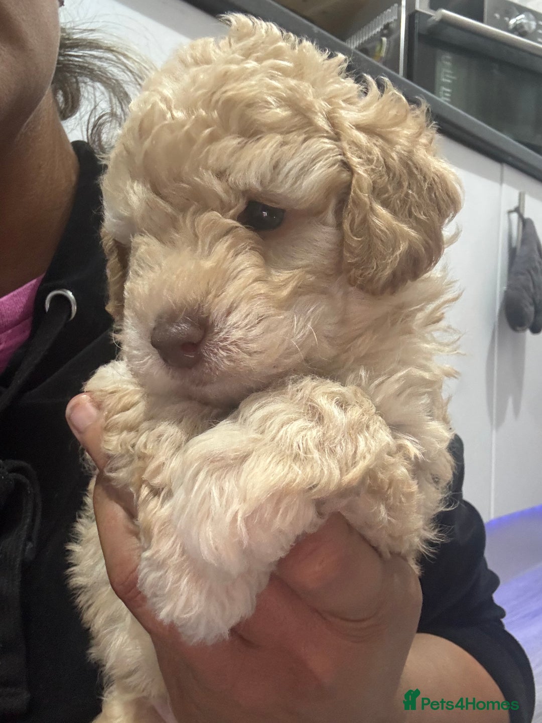 Cavapoo dogs for sale: x4 cockapoos puppies - Advert 5