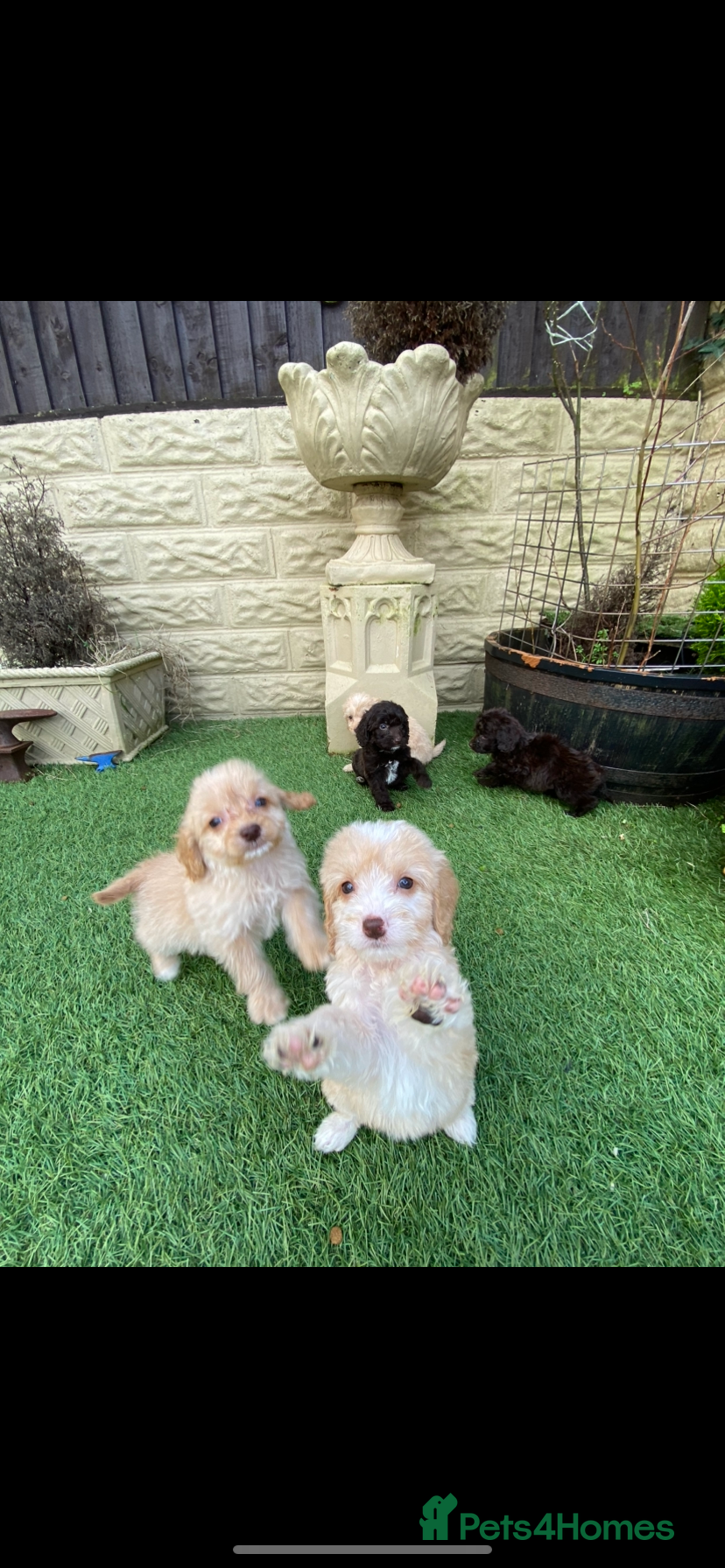 Cockapoo dogs Cockapoo puppies  - Advert 1
