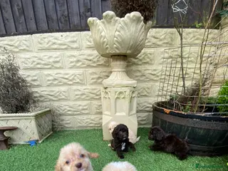 Cockapoo dogs Cockapoo puppies - Advert 9