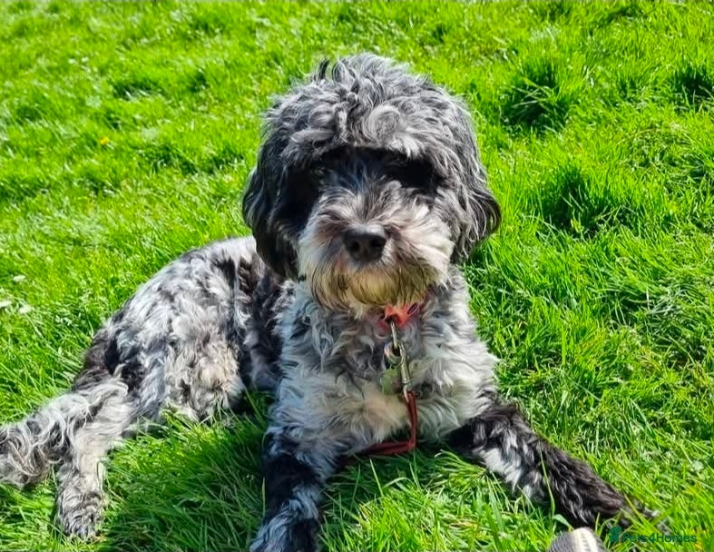 Cockapoo dogs Adorable F1b Cockapoo Pups including merle - Advert 14