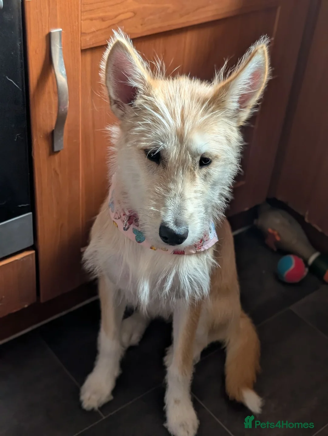 Mixed Breed dogs for sale: Rehoming needed for beautiful Luna - Advert 2