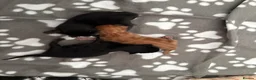 Maine Coon cats for sale: Gorgeous Maine Coon Kittens  - Advert 6