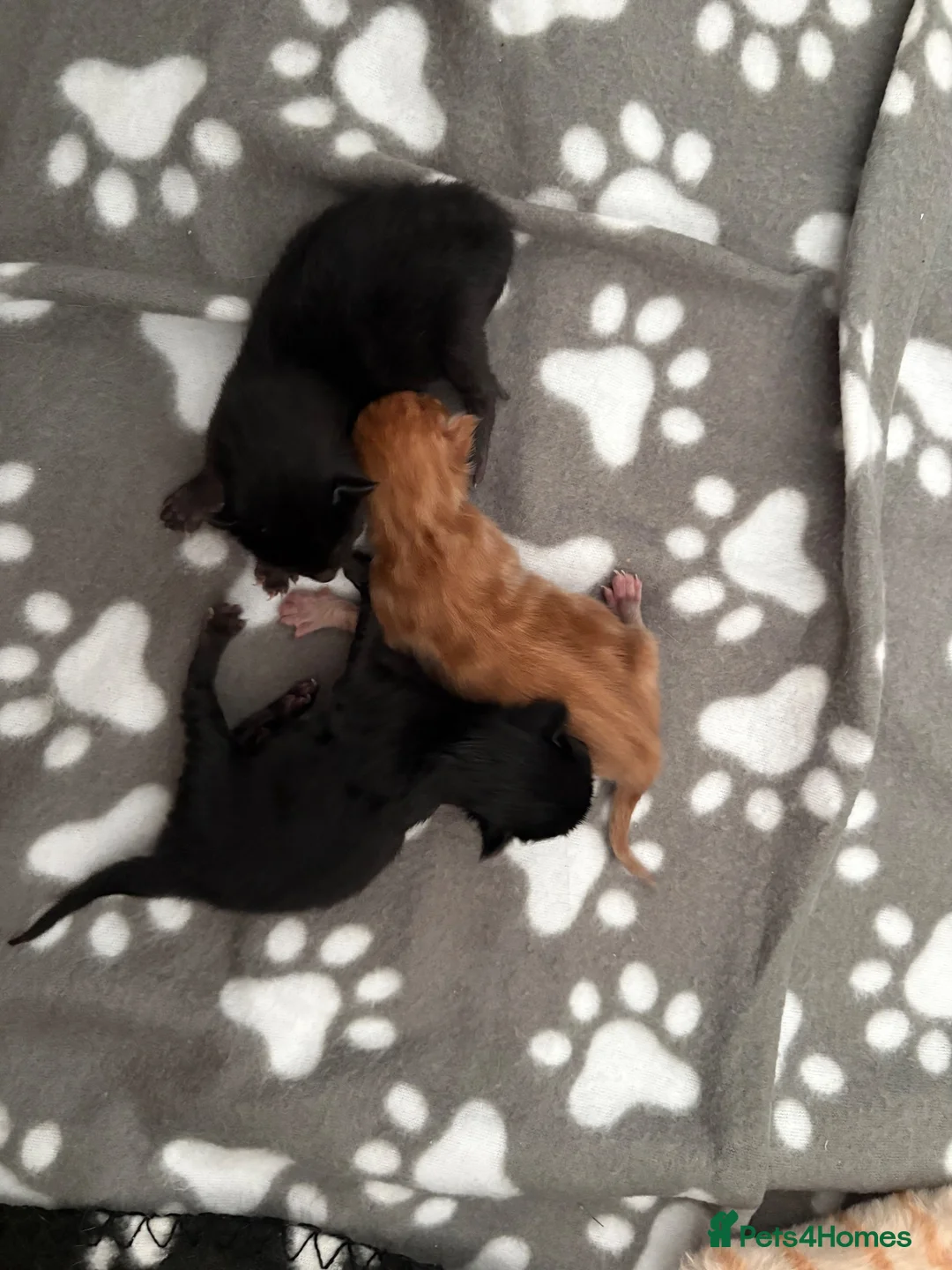 Maine Coon cats for sale: Gorgeous Maine Coon Kittens  - Advert 6