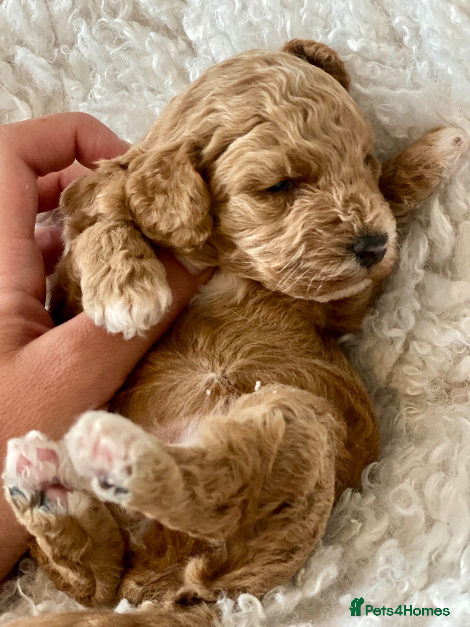 Maltipoo dogs Stunning Mini Maltipoos 🐾  - Advert 1