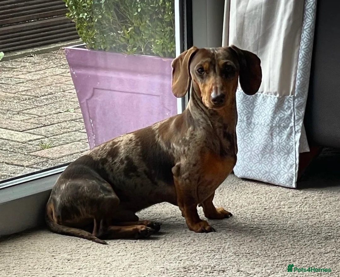 Miniature Dachshund dogs for stud: Gorgeous miniature Dachshund at stud  in Treharris - Advert 2
