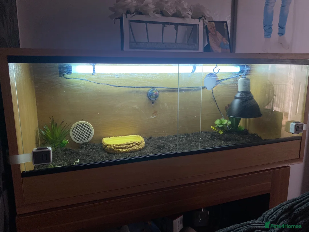 Tortoise reptiles for sale: Baby Horsfield Tortoise + Complete Vivarium Setup - Advert 2