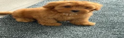Maltipoo dogs for sale: Beautifulpuppy  - Advert 3