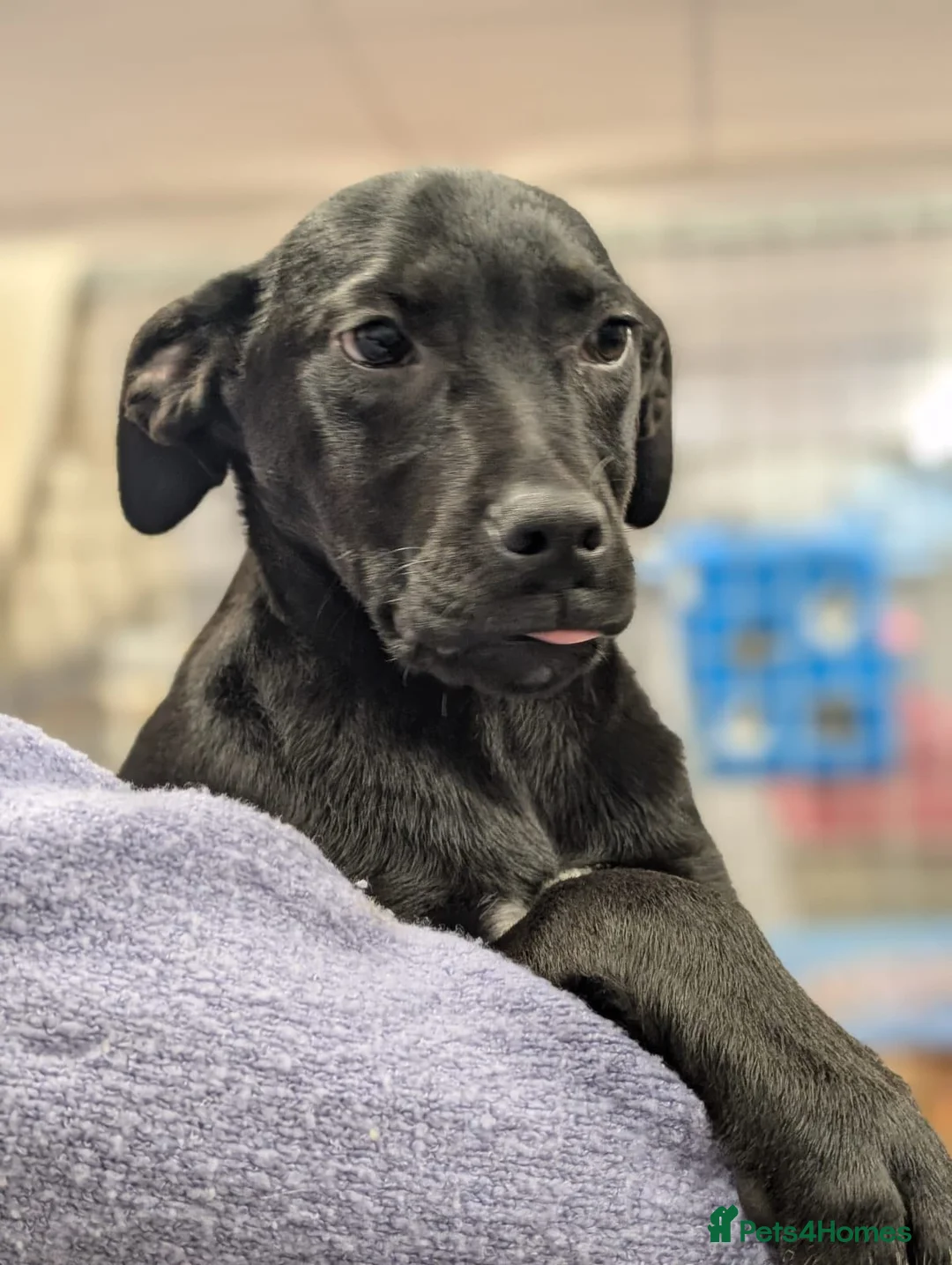 Mixed Breed dogs for adoption: Butch - In Ayr Looking for a home  - Advert 2