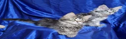 Maine Coon cats for sale: GCCF registered pedigree Maine Coon Kittens  - Advert 11