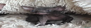 Sphynx 1 Black Boy 1