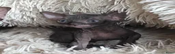 Sphynx cats for sale: 3 Stunning TICA Registered Sphynx Boys - Advert 12