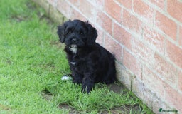 Cavapoo dogs for sale: Beautiful F1 Cavapoo puppies for sale - Image 9