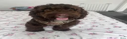 Cockapoo dogs for sale: Mr max  in Keighley - Advert 1