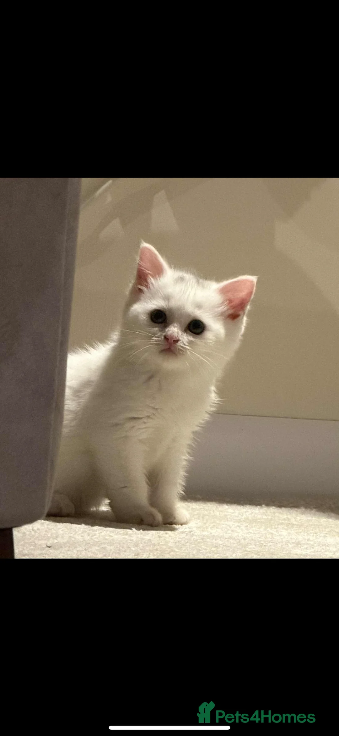 Mixed Breed cats for sale: Siberian x British Shorthair  - Advert 7