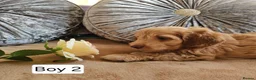 Cavapoo dogs for sale: Outstanding Cavapoo Puppies  - Advert 19