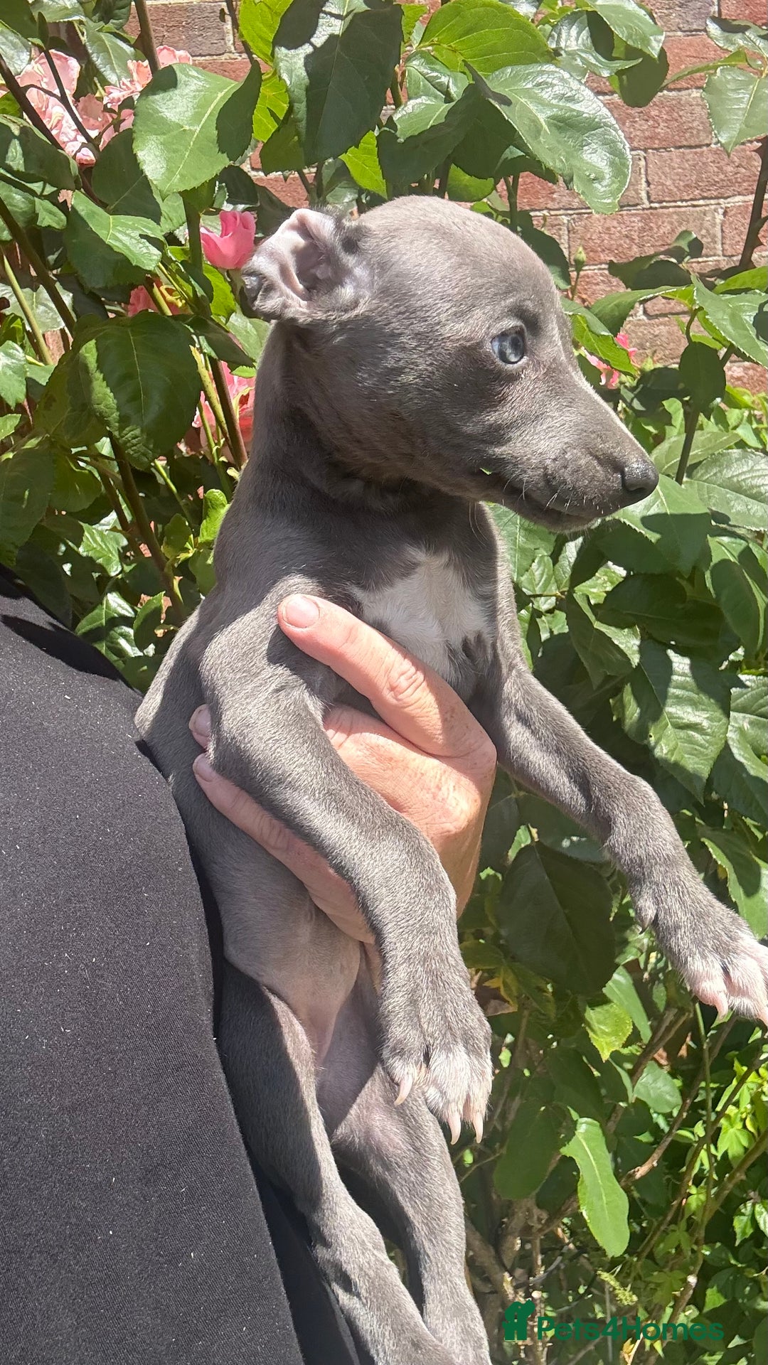 Whippet dogs for sale: Kc reg Beautiful blue whippets ready to leave  - Image 19