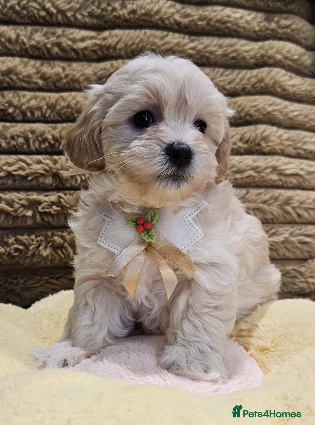 Maltipoo dogs for sale: F1 Beautiful Maltipoo Girls - Advert 4
