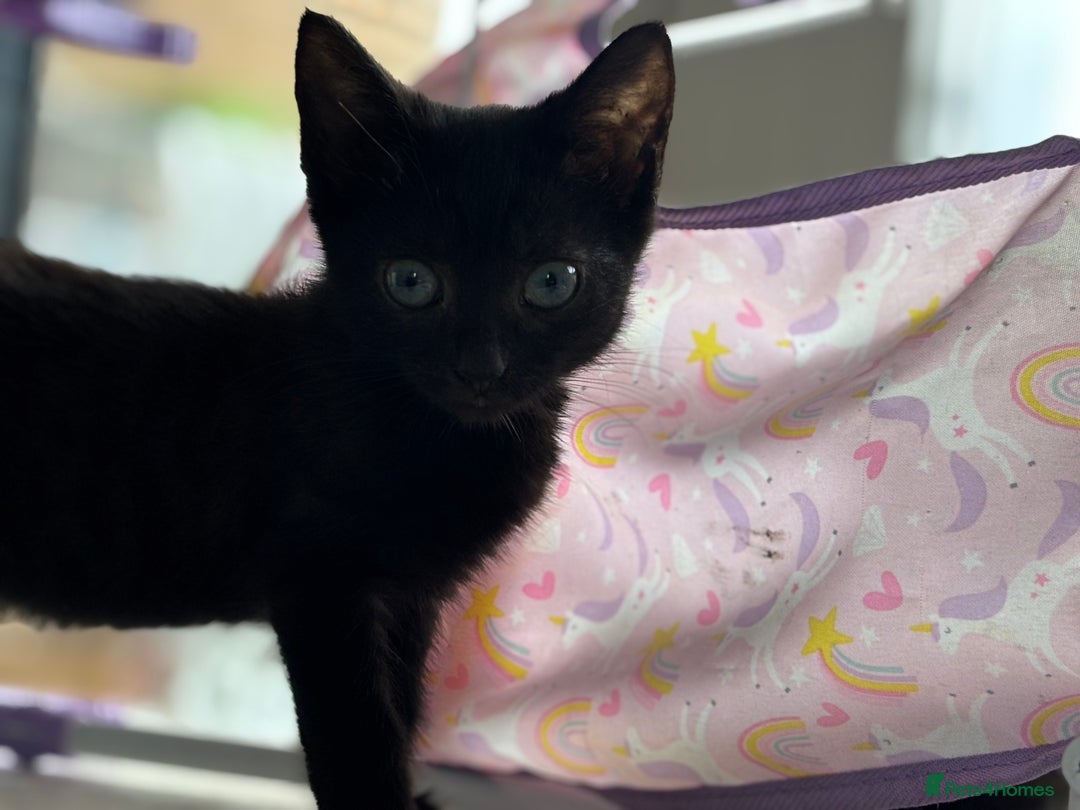 Domestic Shorthair cats for sale: Kittens for sale  - Image 10
