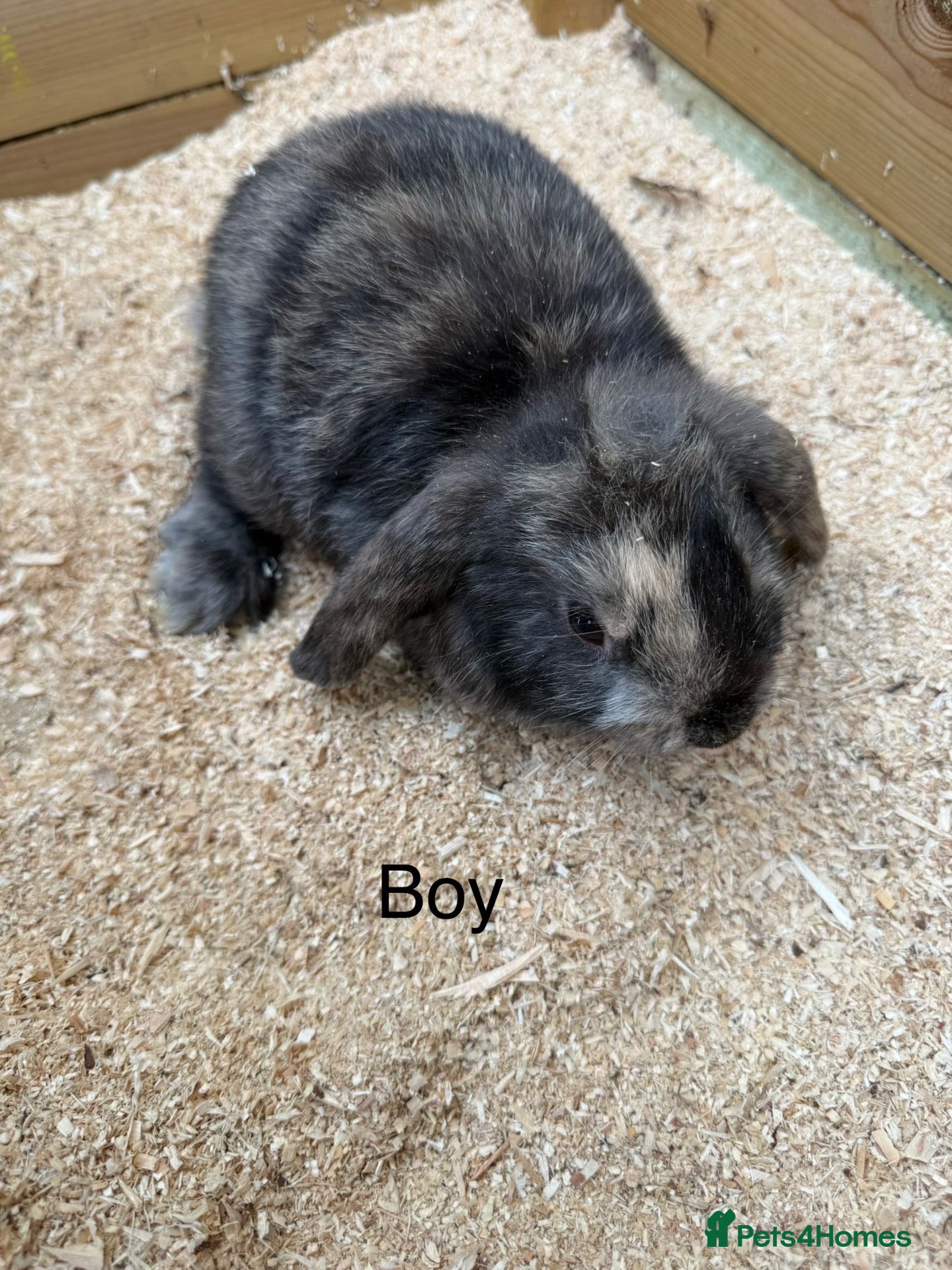 Mini Lop rabbits Mini lop babies - Advert 22