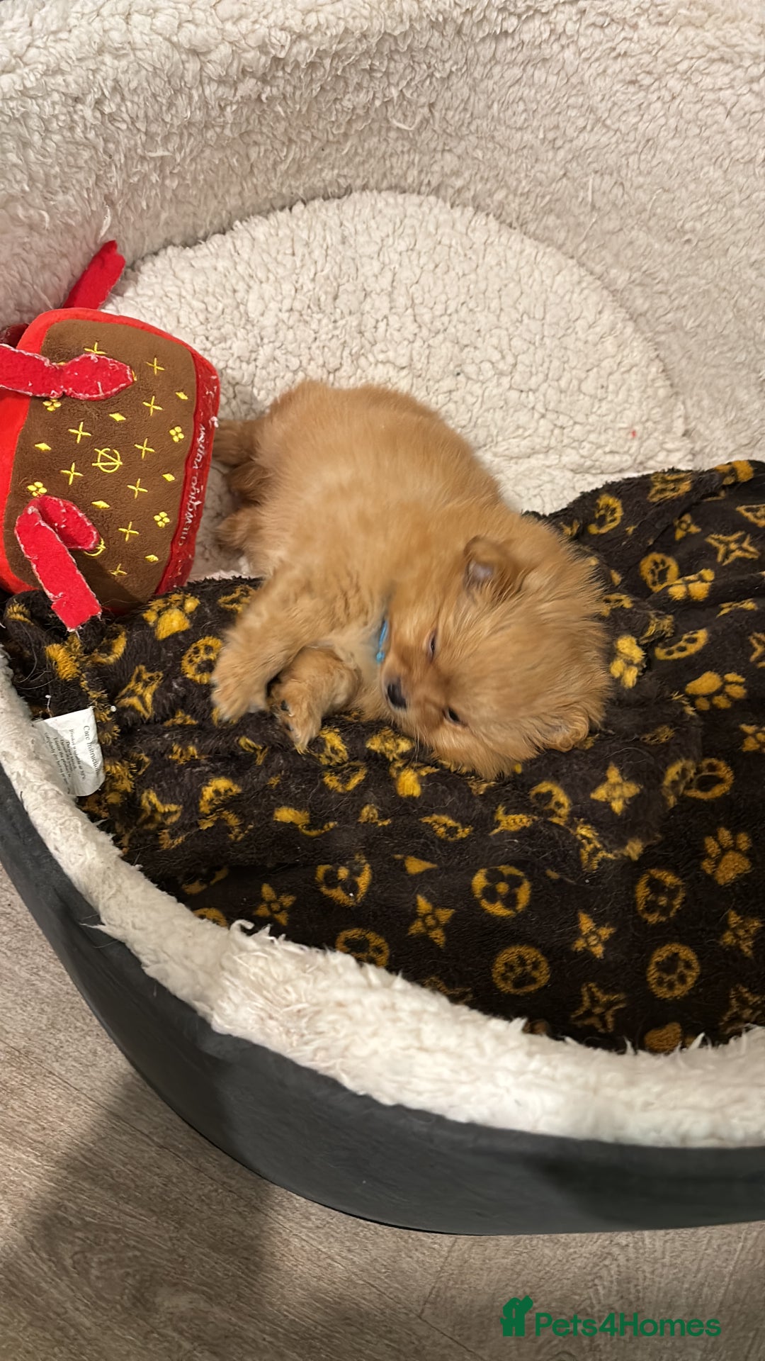 Mixed Breed dogs for sale: Pomeranian mixt with bichon - Advert 14