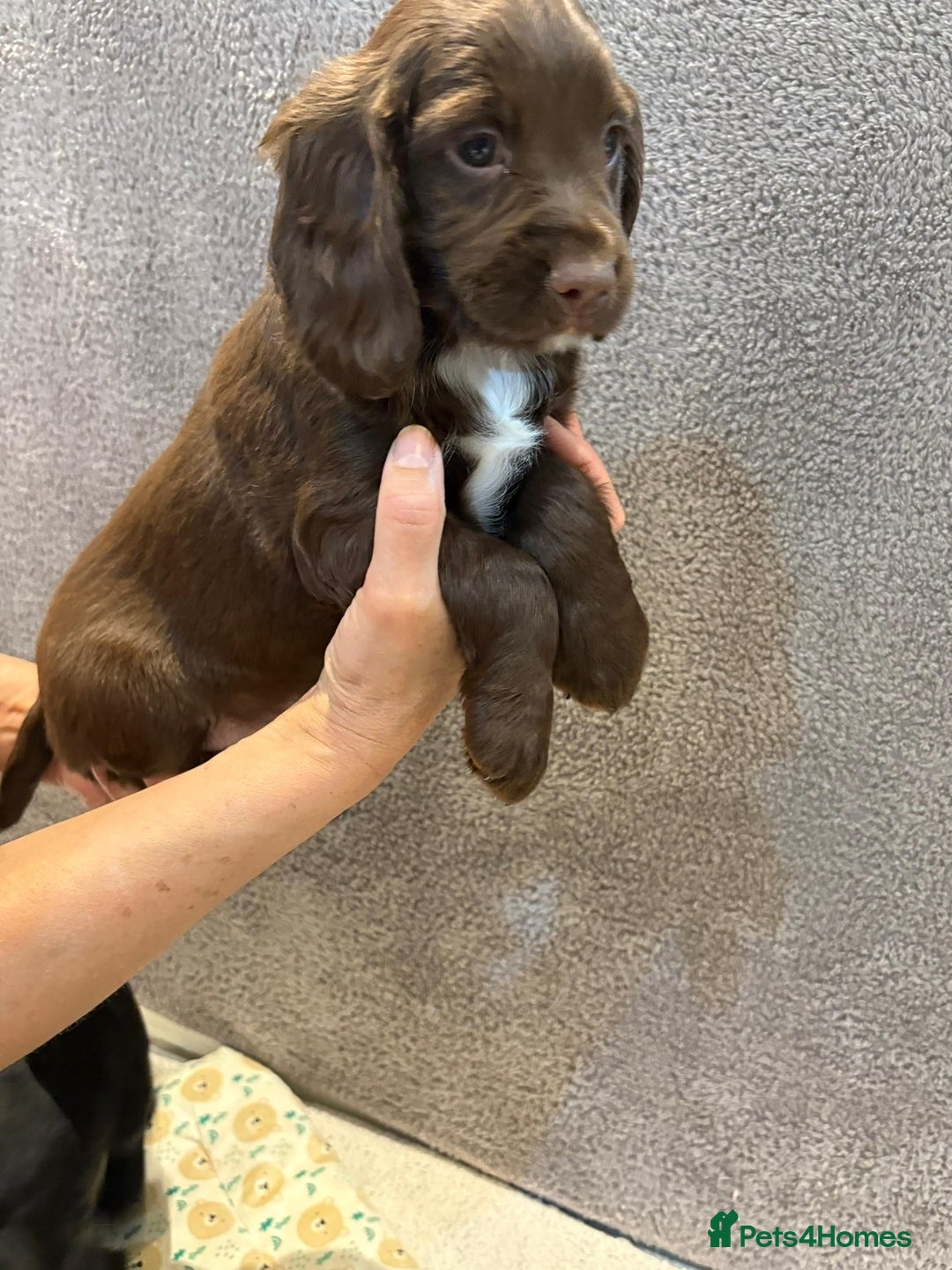 Cocker Spaniel dogs for sale: Pedigree show kc parents DNA health tested    - Advert 17