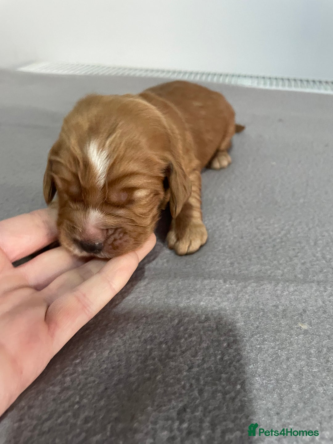 Cocker Spaniel dogs for sale: Cocker Spaniel Puppies - Advert 10