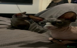 Sphynx cats for sale: Ripley & Nova sphynx sisters ready for a new home - Image 7