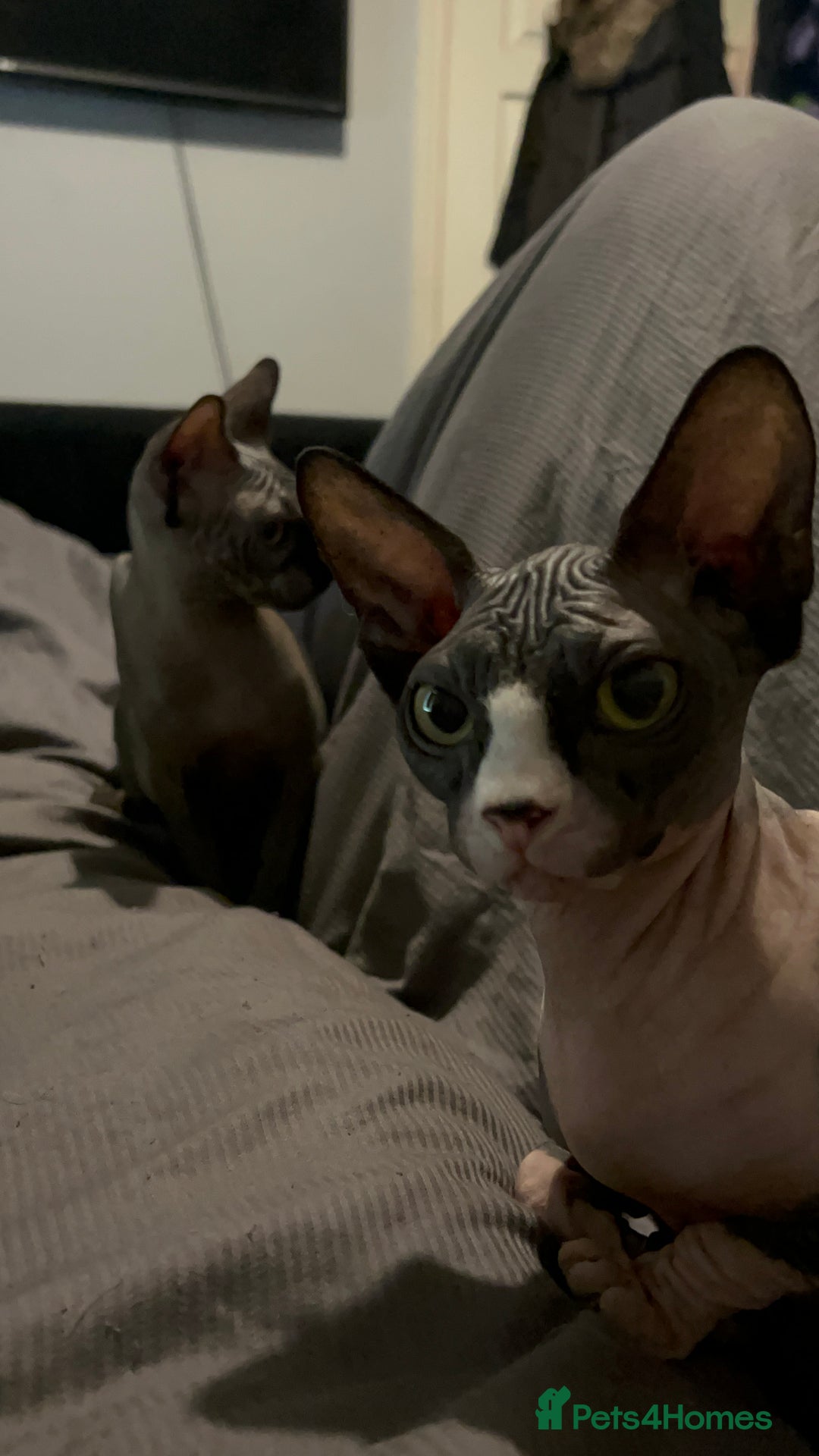 Sphynx cats for sale: Ripley & Nova sphynx sisters ready for a new home - Image 7