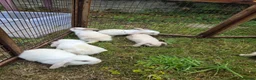 Mini Lion Lop rabbits for sale: Mini lion lops for sale  - Advert 2
