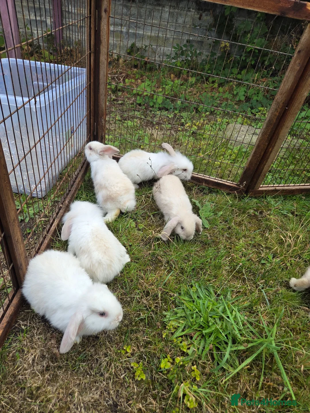 Mini Lion Lop rabbits for sale: Mini lion lops for sale  - Advert 2