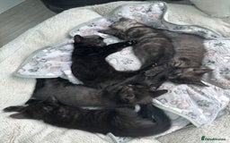 Domestic Shorthair cats for sale: 2 Remaining- Ready to go - Adorable kittens - Image 11