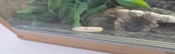 Corn Snake reptiles for sale: Corn snake and tank for a good home! in Tamworth - Advert 1