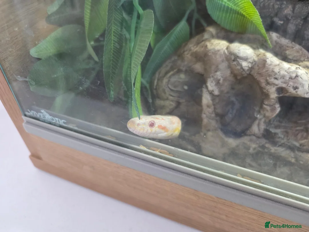 Corn Snake reptiles for sale: Corn snake and tank for a good home! in Tamworth - Advert 1