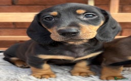 Miniature Dachshund dogs for sale: Smooth coat Minature Dacshund’s  - Image 11