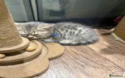 British Shorthair cats for sale: BSH Kitten Bean - Image 4