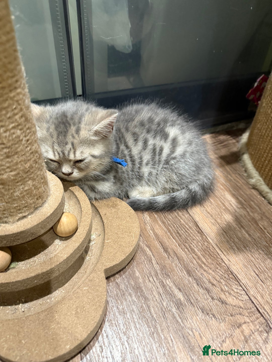 British Shorthair cats for sale: BSH Kitten Bean - Image 4