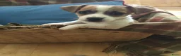 Jack Russell dogs for sale: 2 GORGEOUS JACK RUSSELL PUPS LOOKIN 4 FOREVER HOME - Advert 7