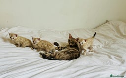 Bengal cats for sale: TICA Registered Snow Bengal kittens  - Image 7