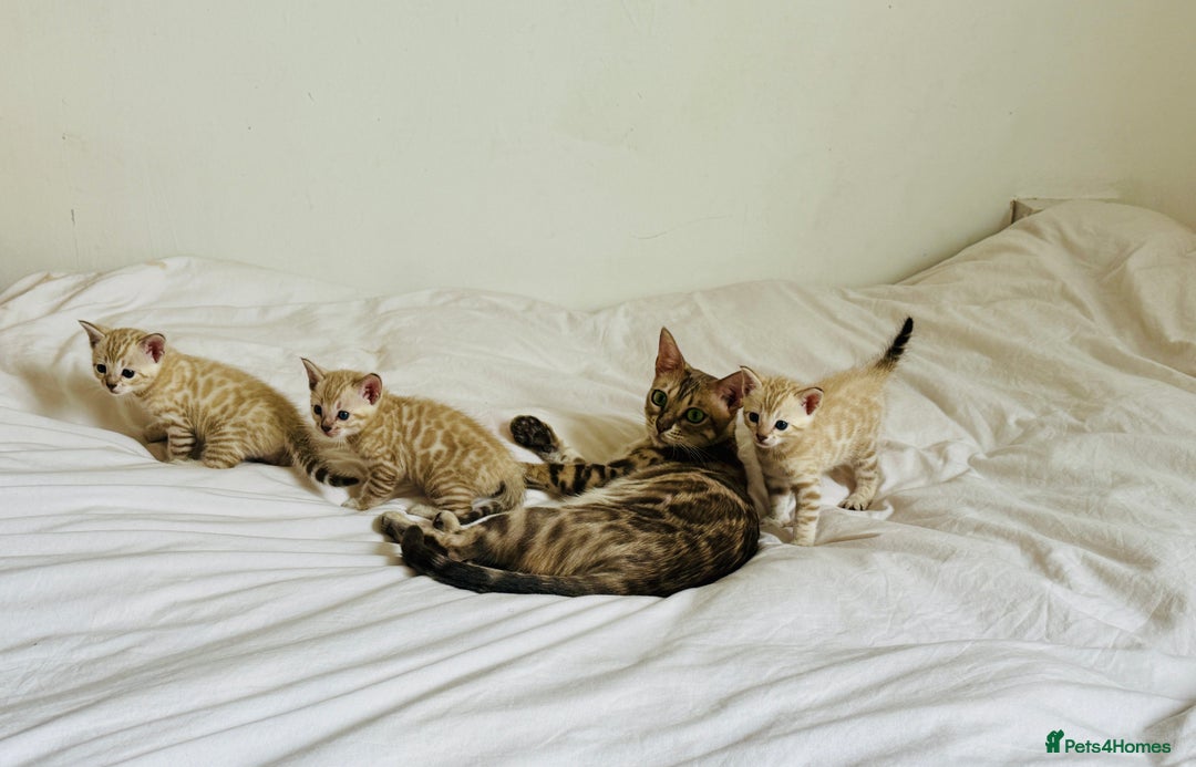 Bengal cats for sale: TICA Registered Snow Bengal kittens  - Image 7