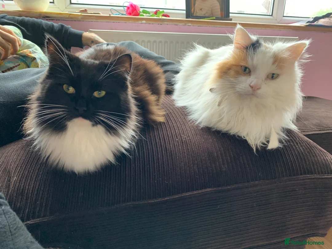 Mixed Breed cats for sale: Ready for their forever homes 17th  - Advert 2