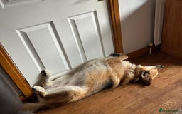 Mixed Breed dogs for adoption: ❤️🐶 LEIA- amazing 5 year-old GSD girl❤️🐶  - Image 14