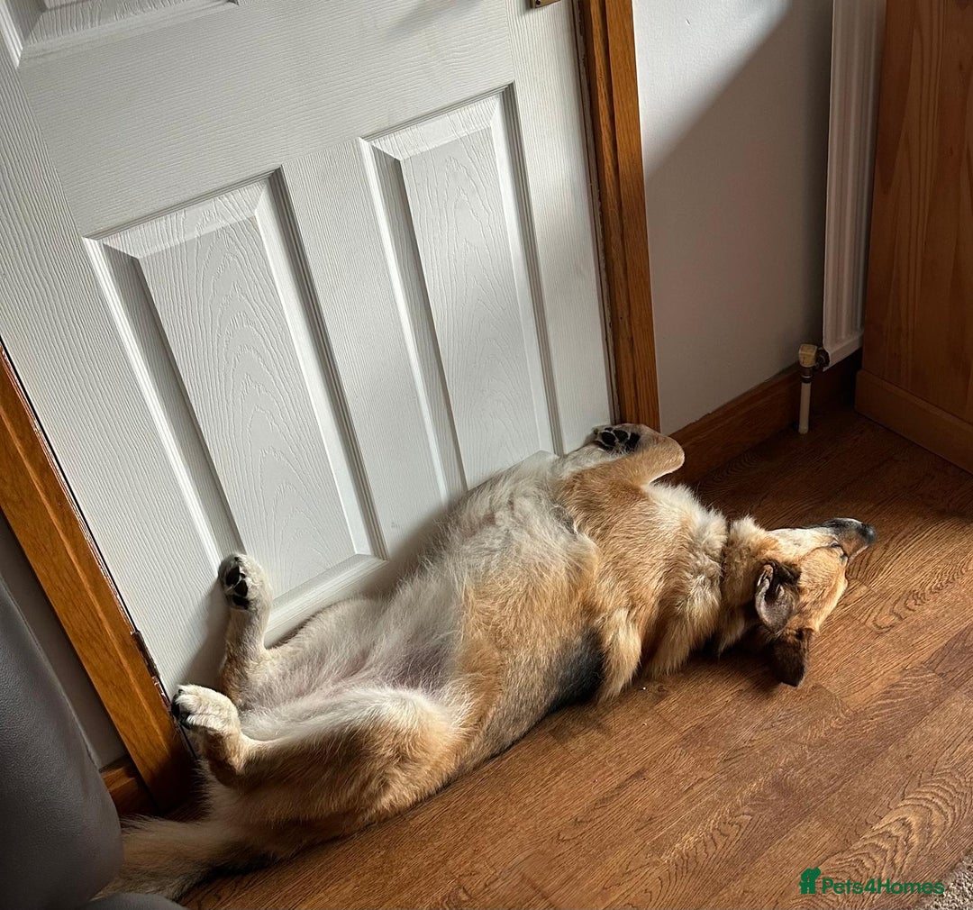 Mixed Breed dogs for adoption: ❤️🐶 LEIA- amazing 5 year-old GSD girl❤️🐶  - Image 14