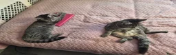Mixed Breed cats for sale: 2 female kittens - Advert 6