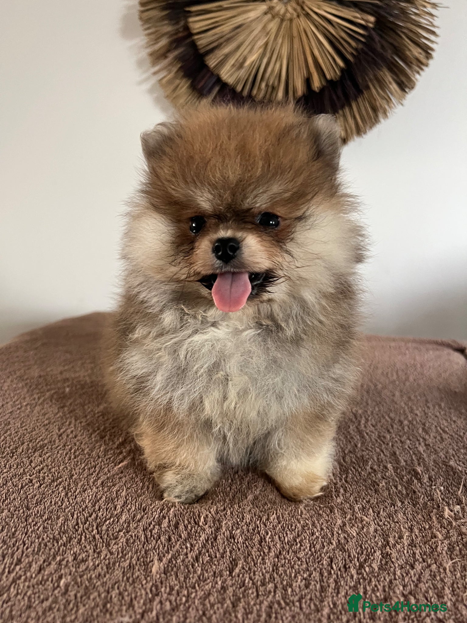 Pomeranian dogs Pomeranian Puppies Black & Tan Chocolate Sable - Advert 2